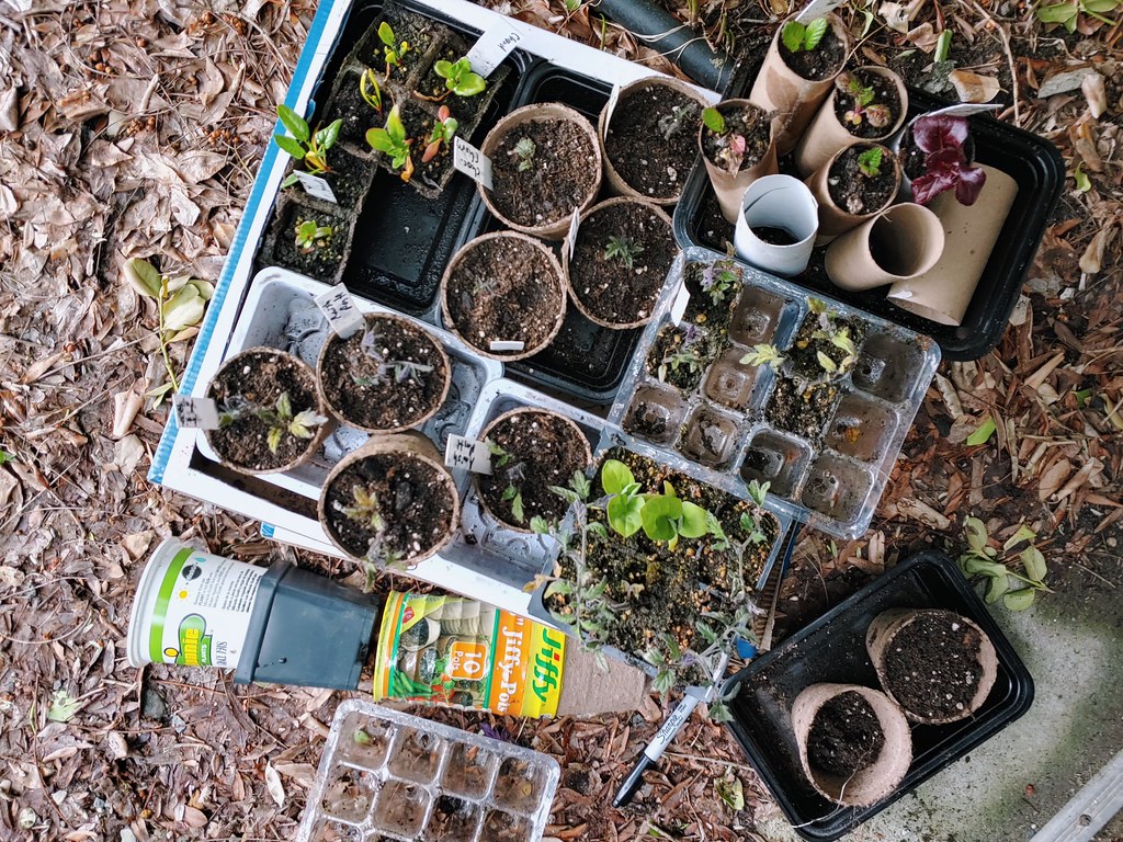 Potting up the tomatoes, eggplants, mustard, … Flickr