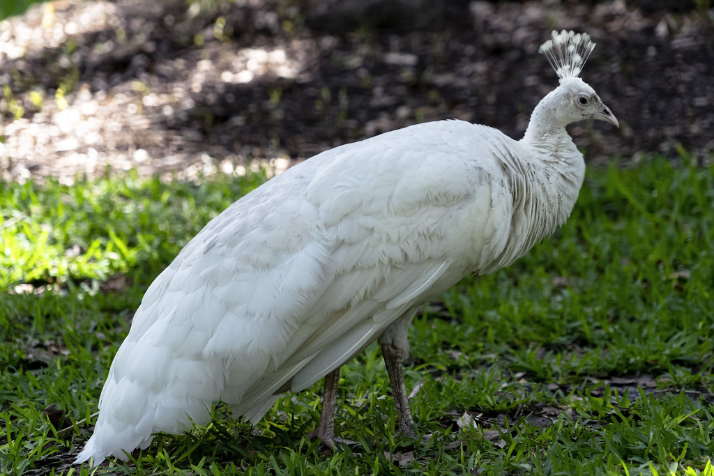 white peacock (juvenile) a photo on Flickriver