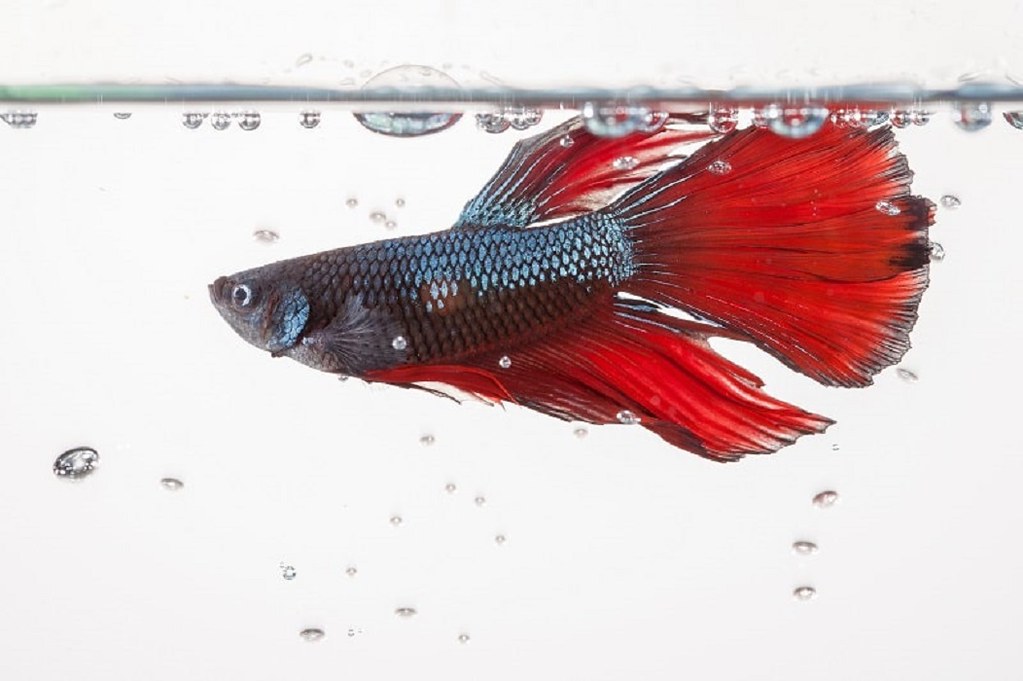 The best water heaters for betta fish Bring the tropical… Flickr