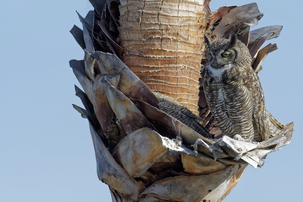 Los Angeles Owls California Great Horned Owls nesting in a… Flickr