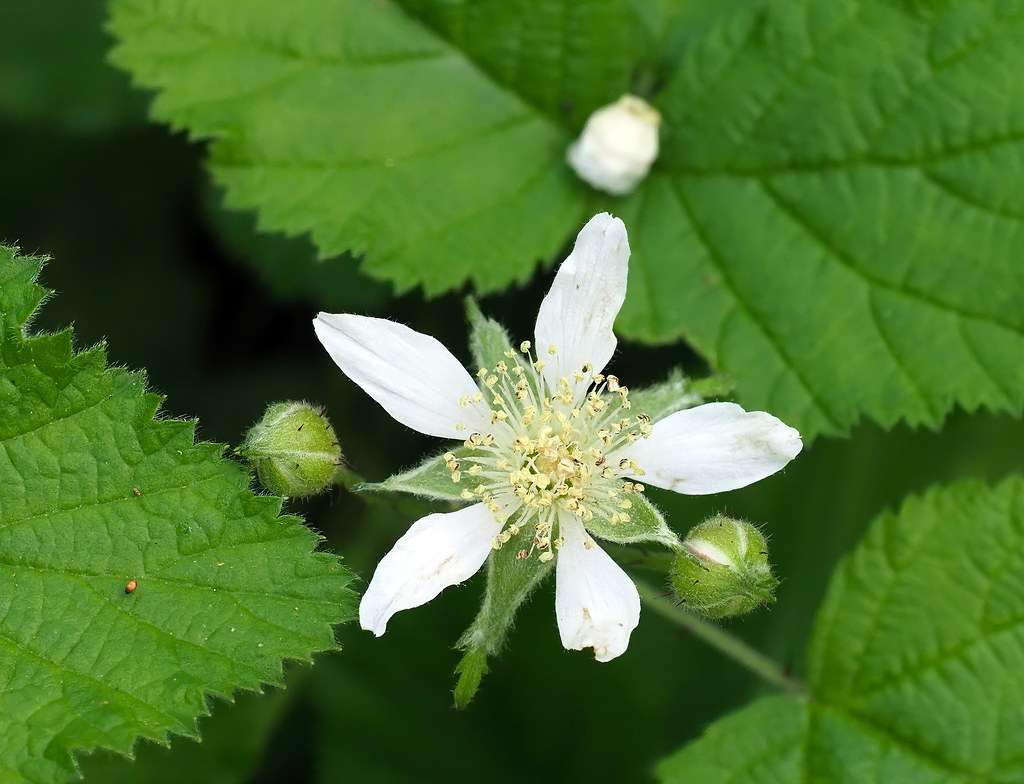 Blackberry California Blackberry (rubus ursinus) Ken Lunders Flickr