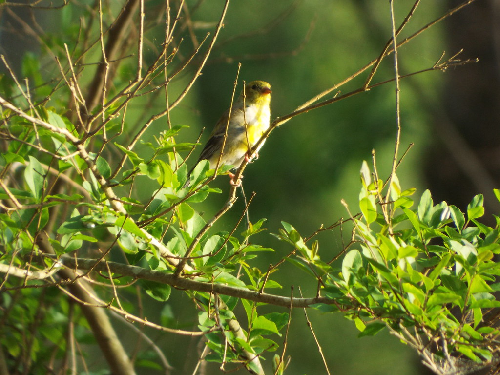 American Goldfinch, near Prairie Creek, Mena, Arkansas, Ma… Flickr