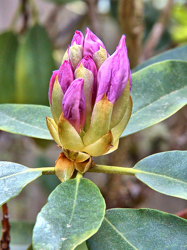 Rhododendron Rhododendron buds beginning to open . . . . Scott 97006 Flickr