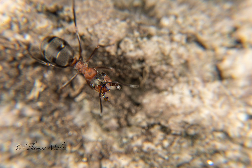 Red wood ant Red wood ant in spring Thomas Males Flickr