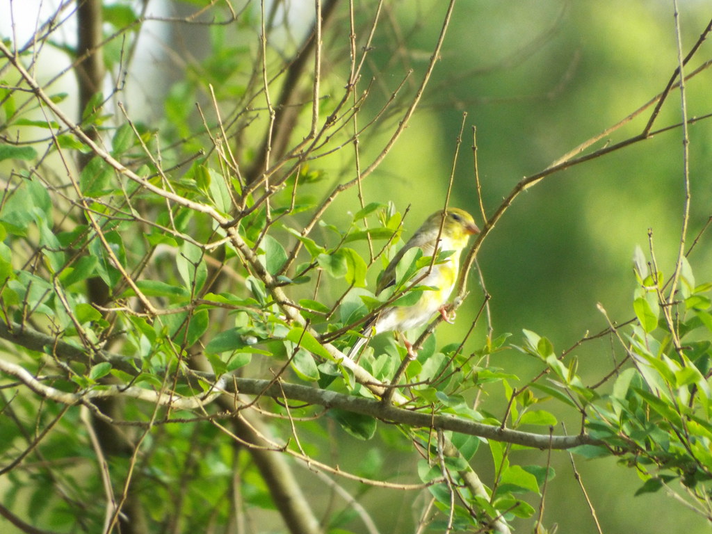 American Goldfinch, near Prairie Creek, Mena, Arkansas, Ma… Flickr