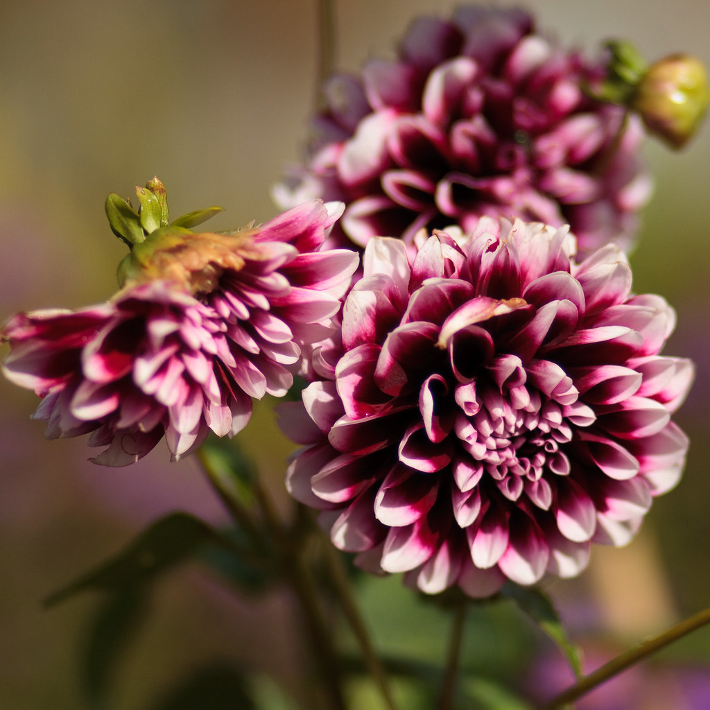 Summer Flowers 2537 In the gardens at Tyntesfield, 2020. Andrew