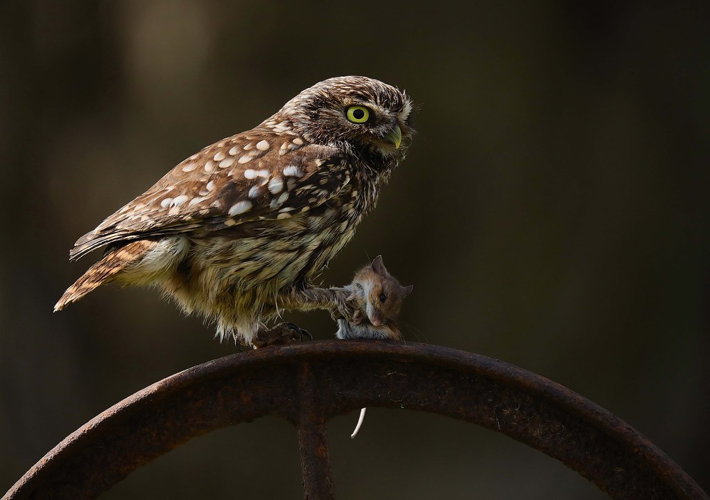 Little Owl,UK. clive david Flickr