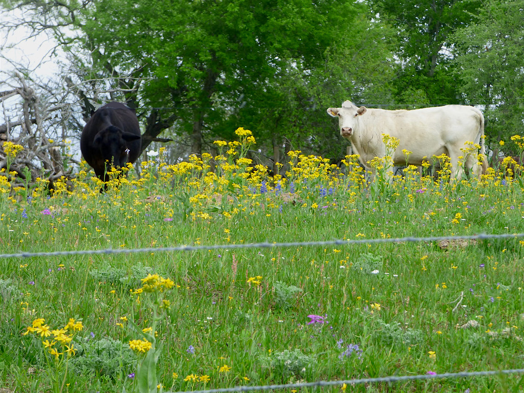 Cattloe and Wildflowers Cattle watching me photograph wild… Flickr