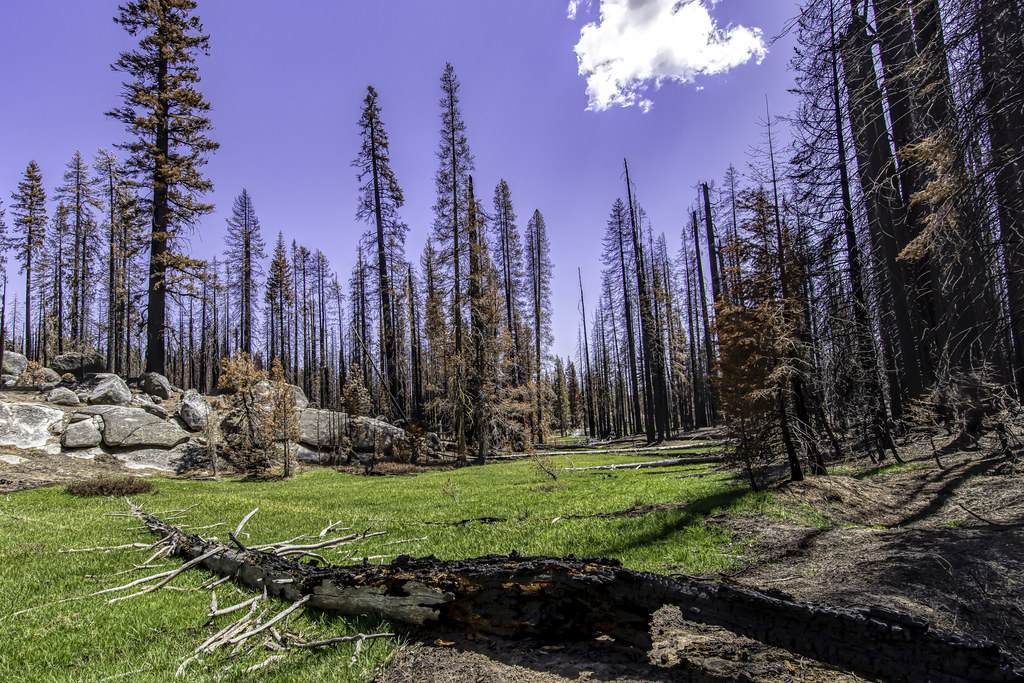 Sierra National Forest Meadow (Explored) This meadow was i… Flickr