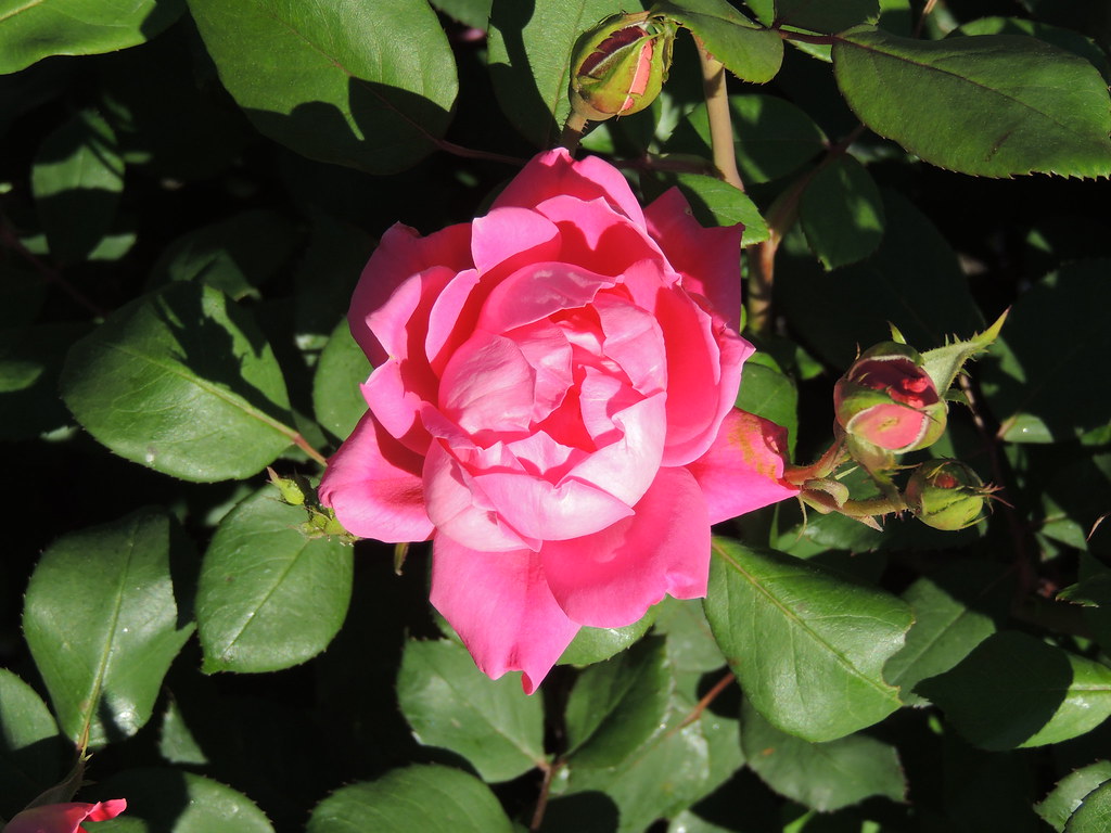 Rose near Fayetteville, NC train station This is why I lov… Flickr