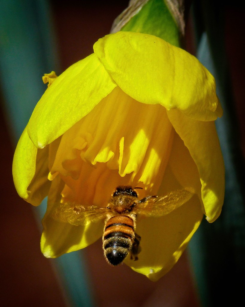 Honey bee investigates daffodil We have a Minolta Bellows … Flickr