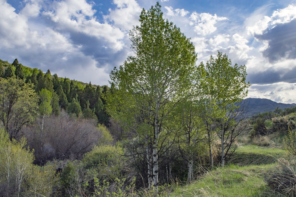 In Robbers Roost Canyon. Portneuf Range mountains Springti… Flickr
