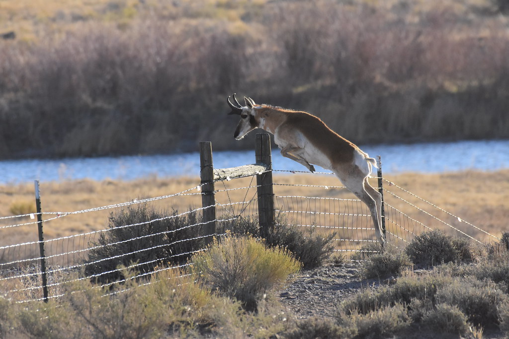 Pronghorn at Seedskadee National Wildlife Refuge "Sheep fe… Flickr