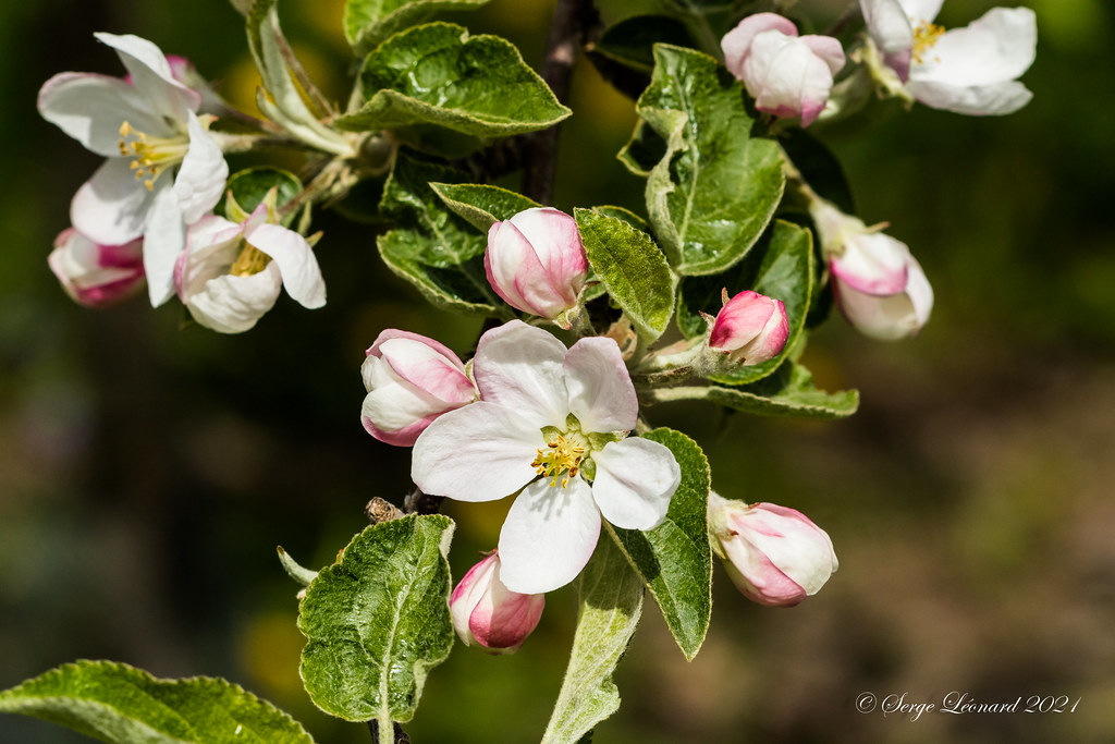 JudePomme, rang SteSophie,OKA Flickr