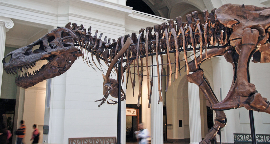 Tyrannosaurus rex (theropod dinosaur) (Hell Creek Formation, Upper