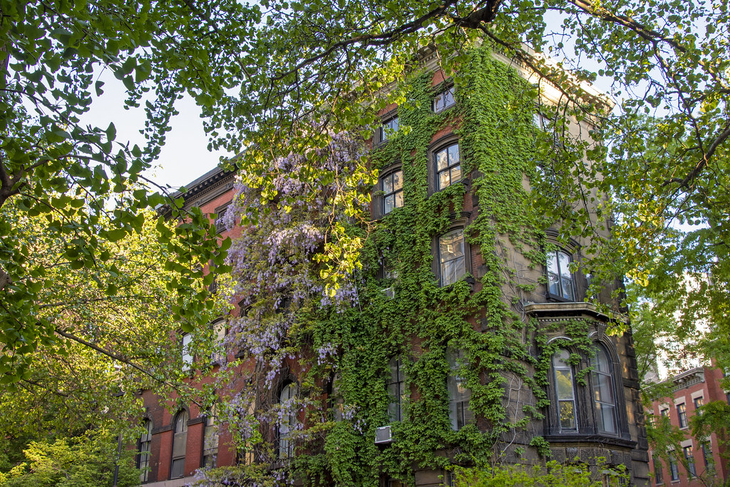 Stuyvesant Street Wisteria, East Village Ben Hagen Flickr