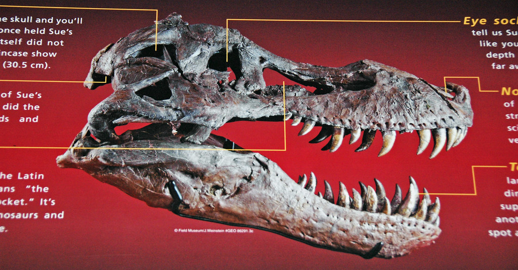 Tyrannosaurus rex (theropod dinosaur) (Hell Creek Formation, Upper