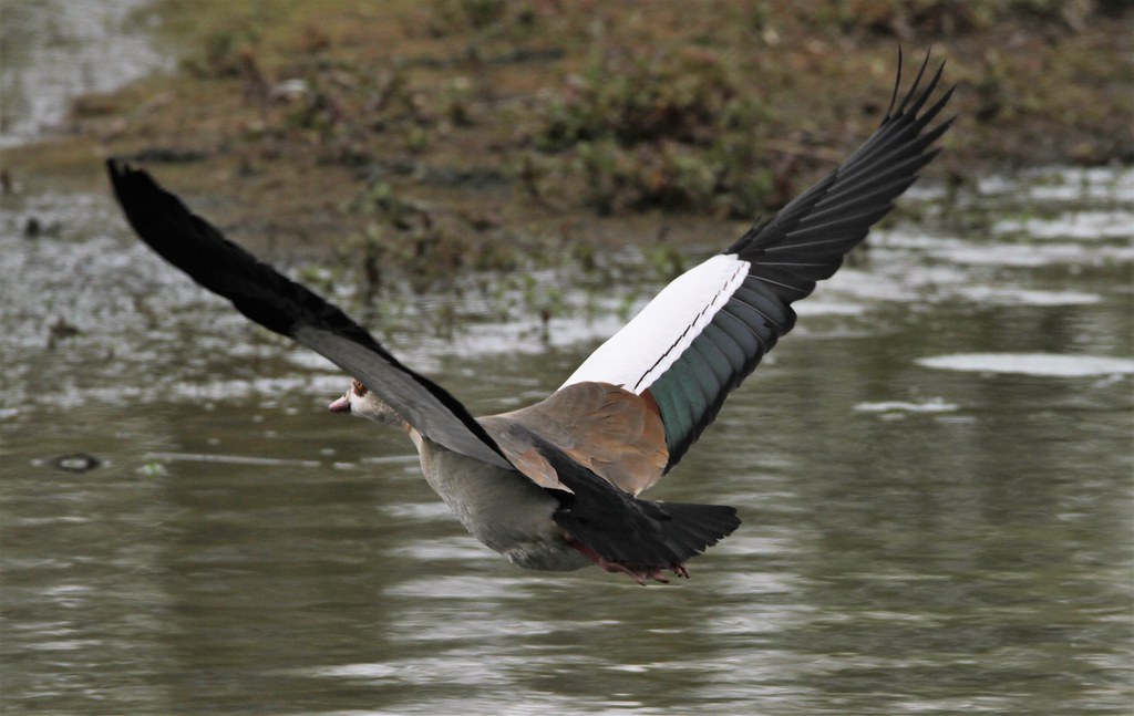 Egyptian Goose Kirkby Gravel Pits 11 May 21 8lueskies Flickr
