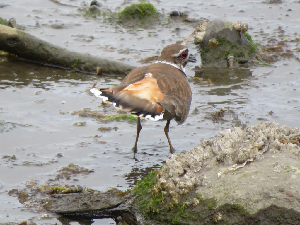 Comox Valley and beyond... Killdeer showing of his tail feathers.