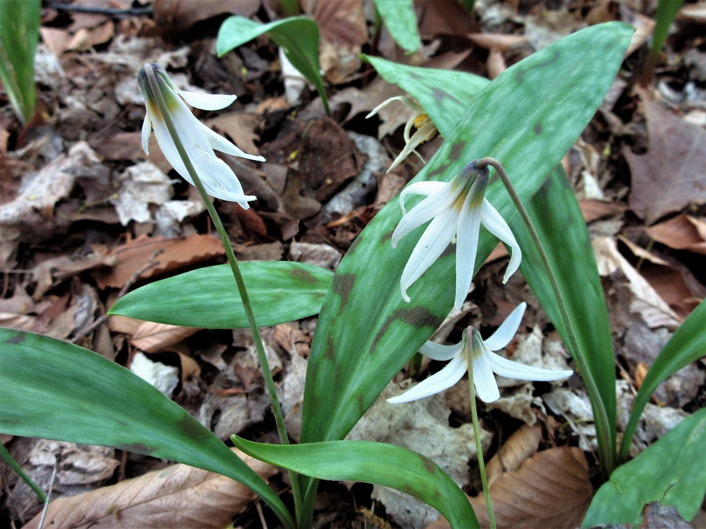 IMG_4841 (3) DogTooth Violet Trout Lily Erythronum Am… Flickr