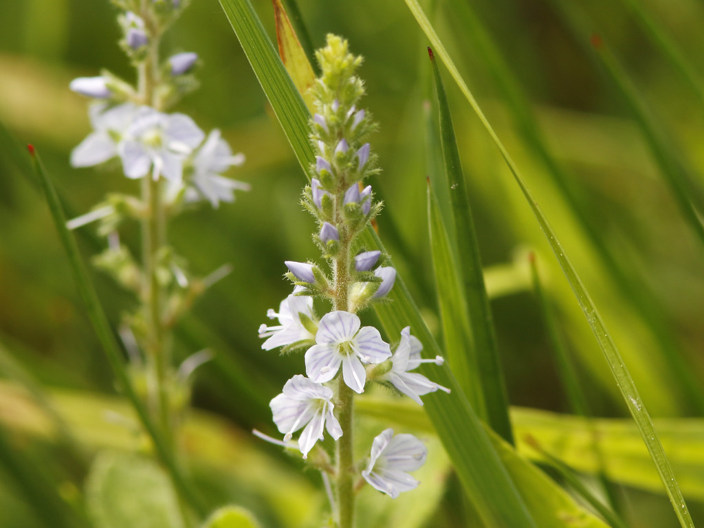Veronica officinalis (Heath Speedwell) Toronto, Ontario Flickr