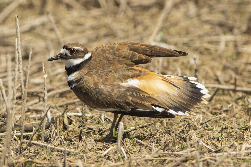 Killdeer Feather Distraction Display Geoff Sale Flickr