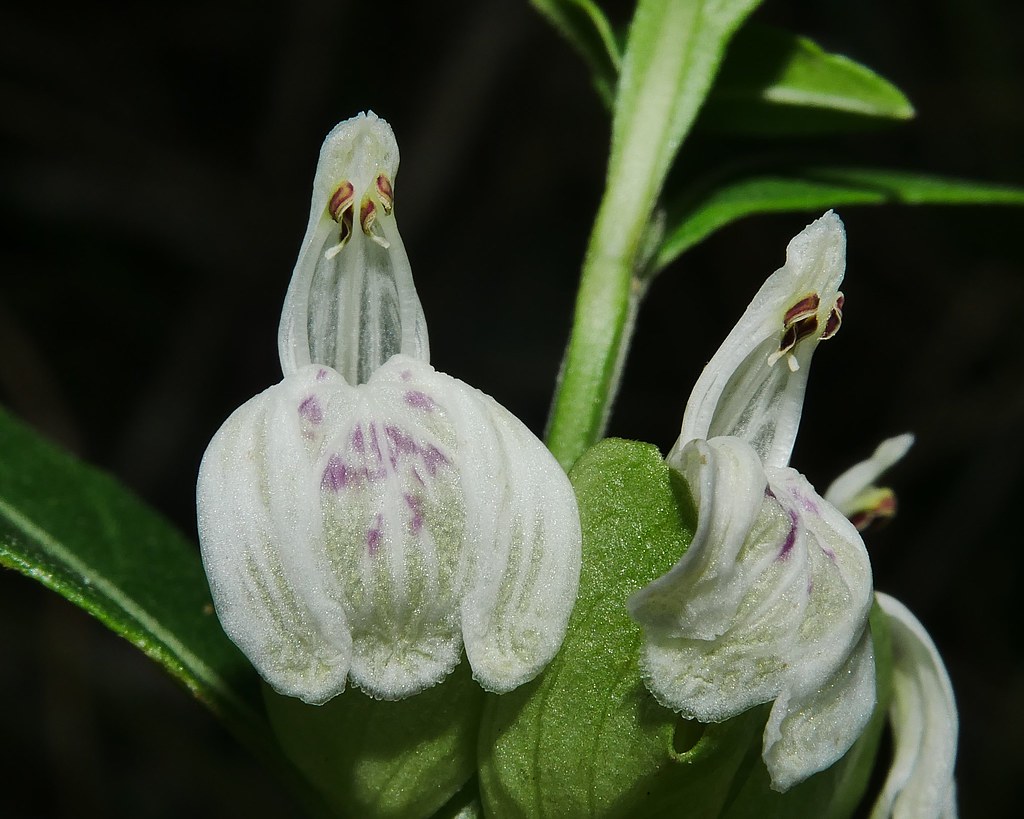 Henny penny flower plant Harnieria hygrophiloides Acanthac… Flickr