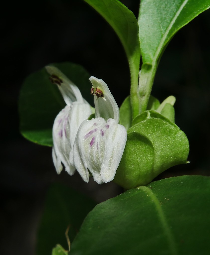 Henny penny flower plant Harnieria hygrophiloides Acanthac… Flickr