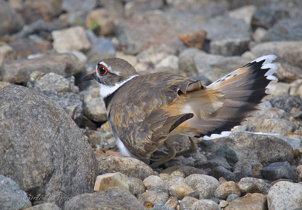 Killdeer . . . fanning its tail feathers. I had thought th… Flickr