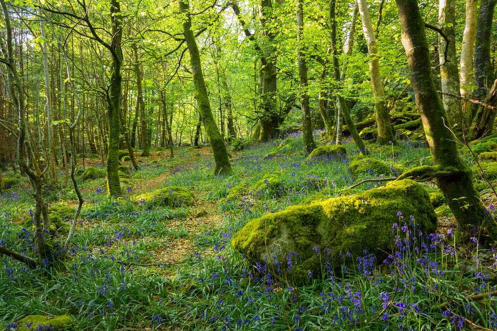 20210513 Ravensdale Forest Flickr