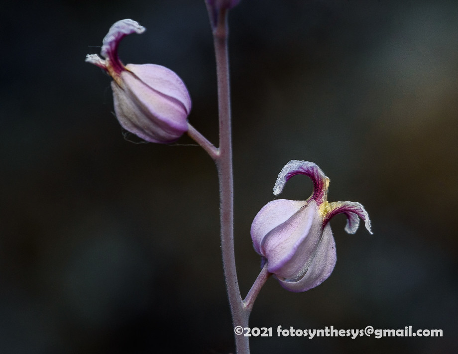 Most Beautiful Jewelflower (Streptanthus albidus subsp. pe… Flickr