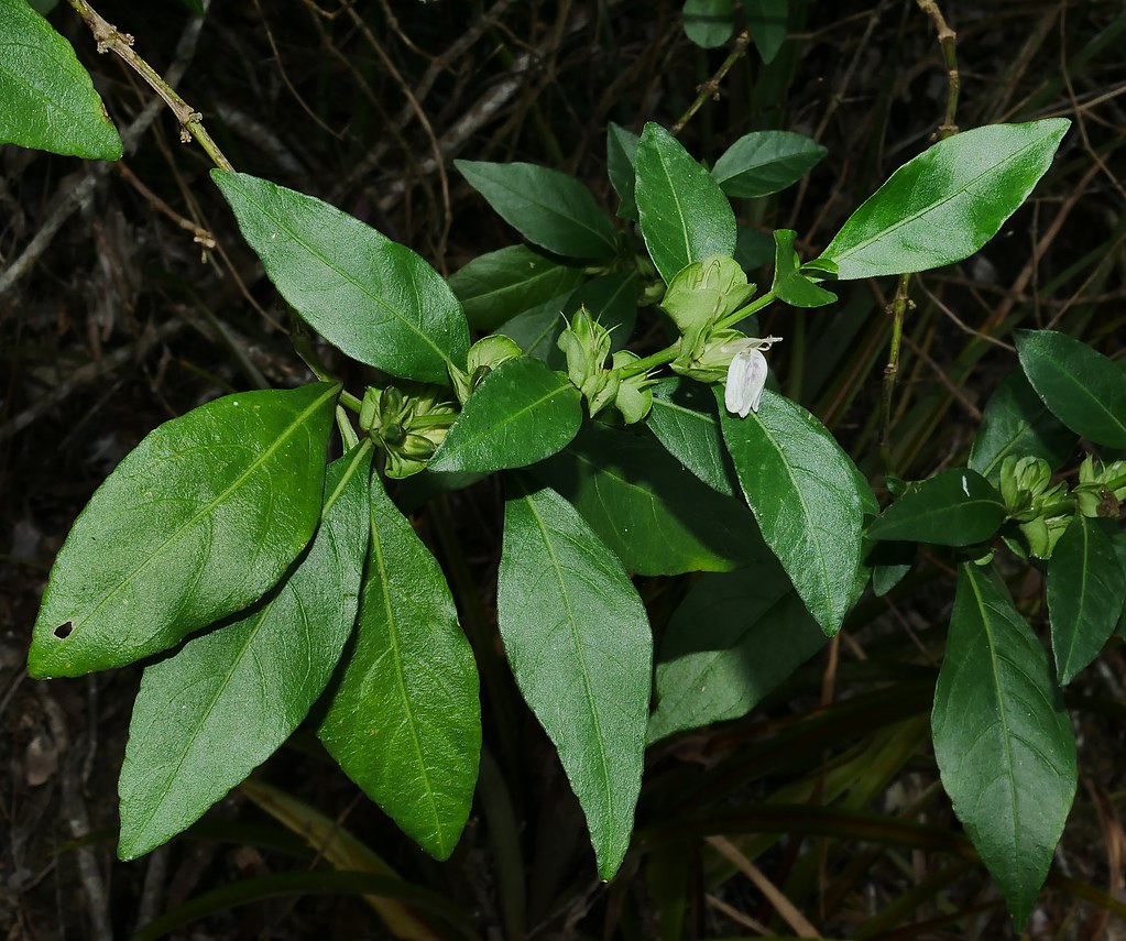 Henny penny flower plant Harnieria hygrophiloides Acanthac… Flickr