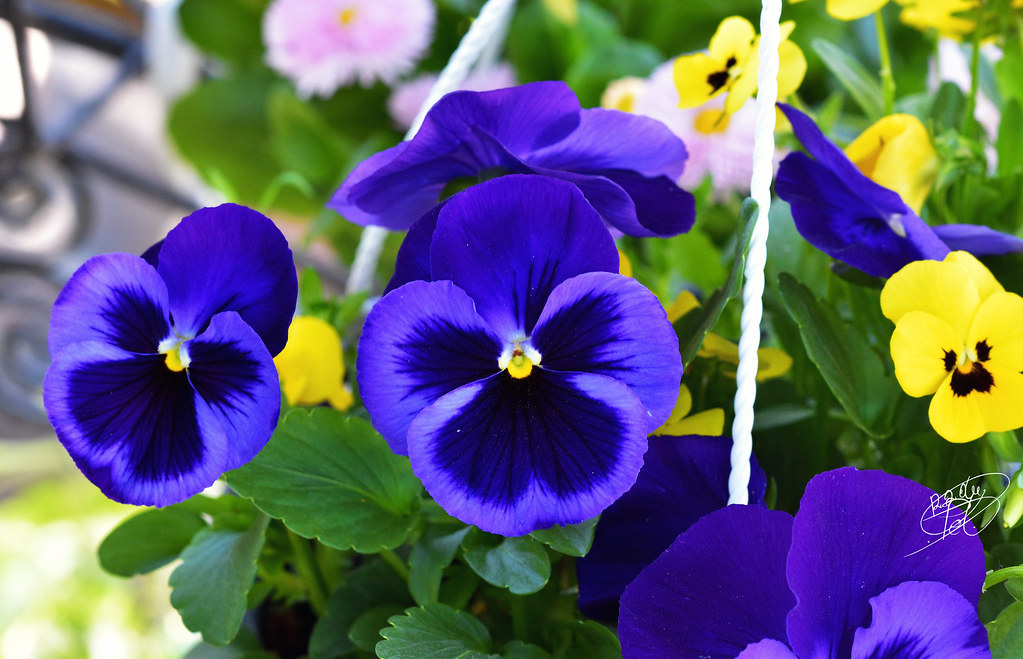 Purple flowers in pot Radu Petru Petica Flickr