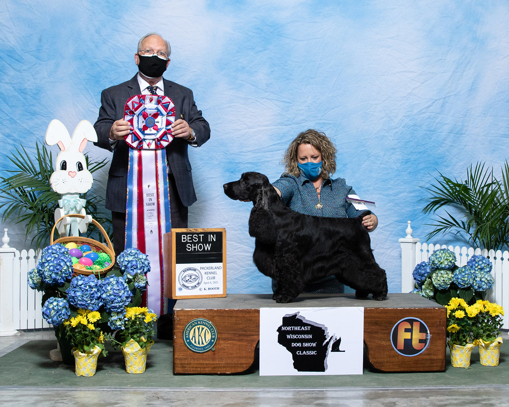 Bentley BIS Packerland Kennel Club Kurt Flickr