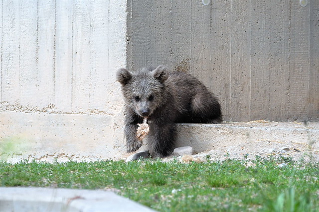 🐻 Syrisches Braunbärbaby Merle & Mama Ronja 🐻 Zoo Heidelberg 🐦