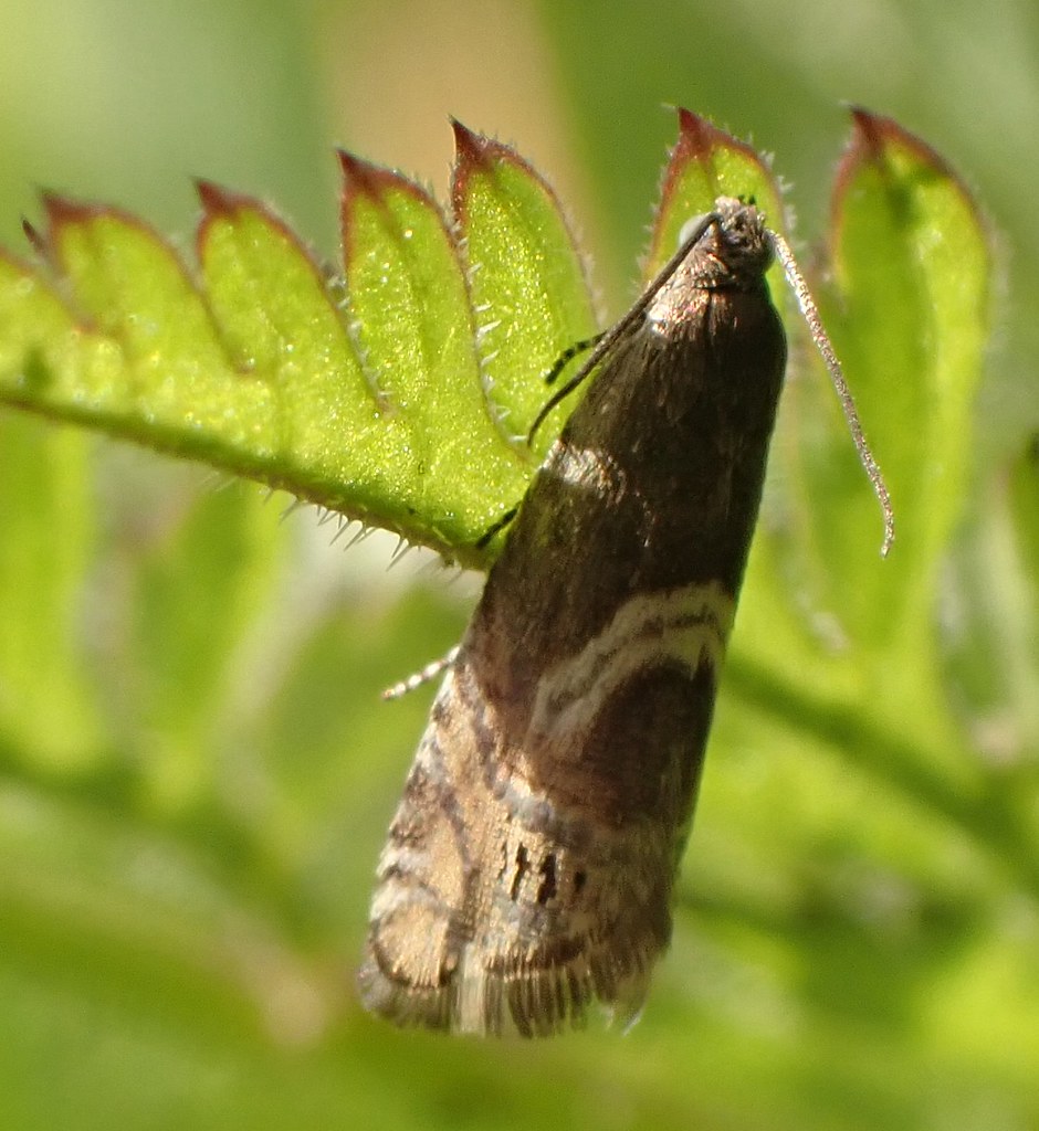 indet cf tortricidae Strathspey. Scotland. Badenoch and Strathspey