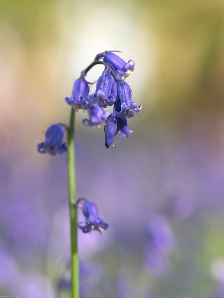 Bye bye bluebells! It's such a short season for bluebells … Flickr