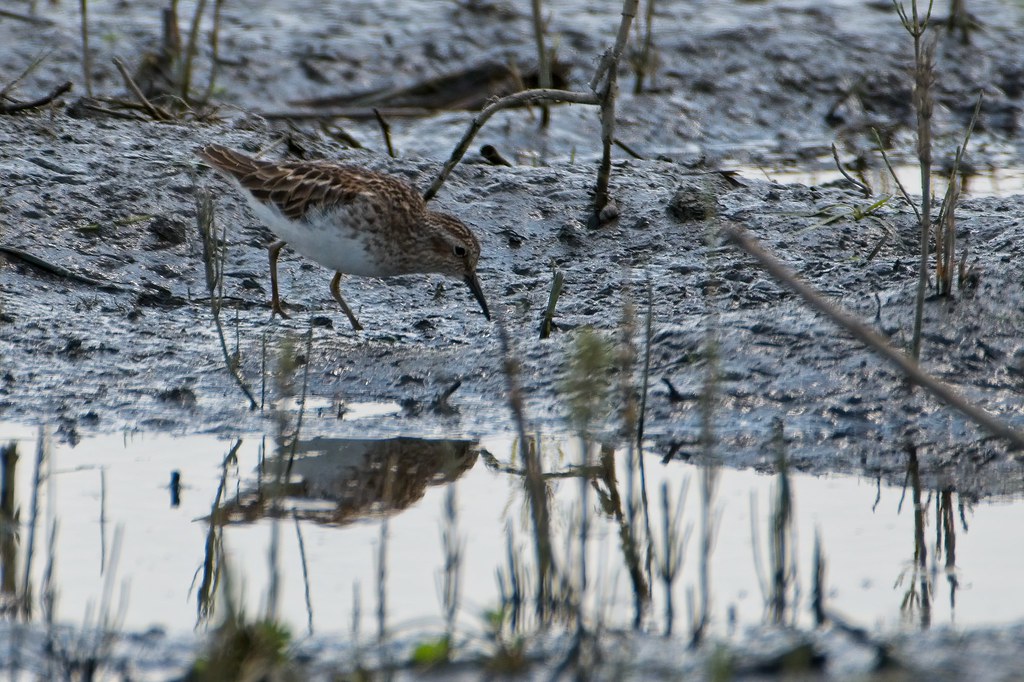 Montezuma National Wildlife Refuge