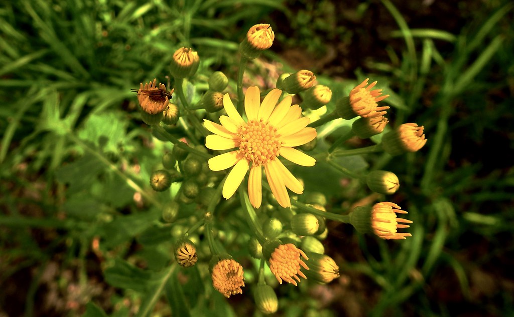 Yellow Butterweed flowers in the dark forest Gerda Kettner Flickr