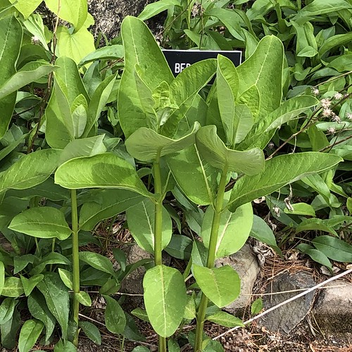 Here Come the Milkweeds Favorite food of the Monarch butte… Flickr
