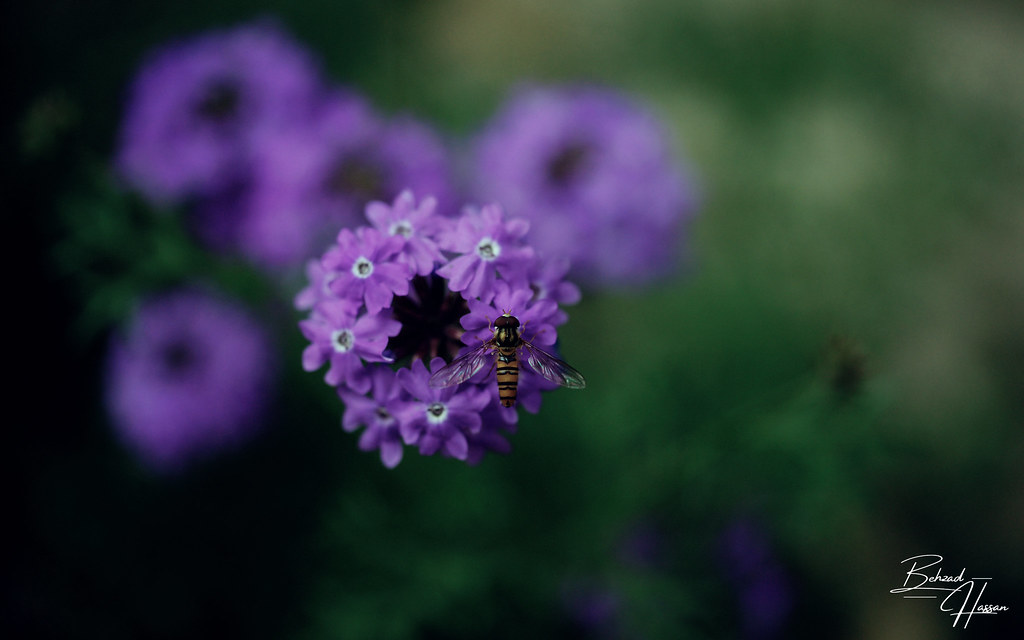 Sweet Nectar A fly drinks nectar from a flower. Behzad Hassan Flickr
