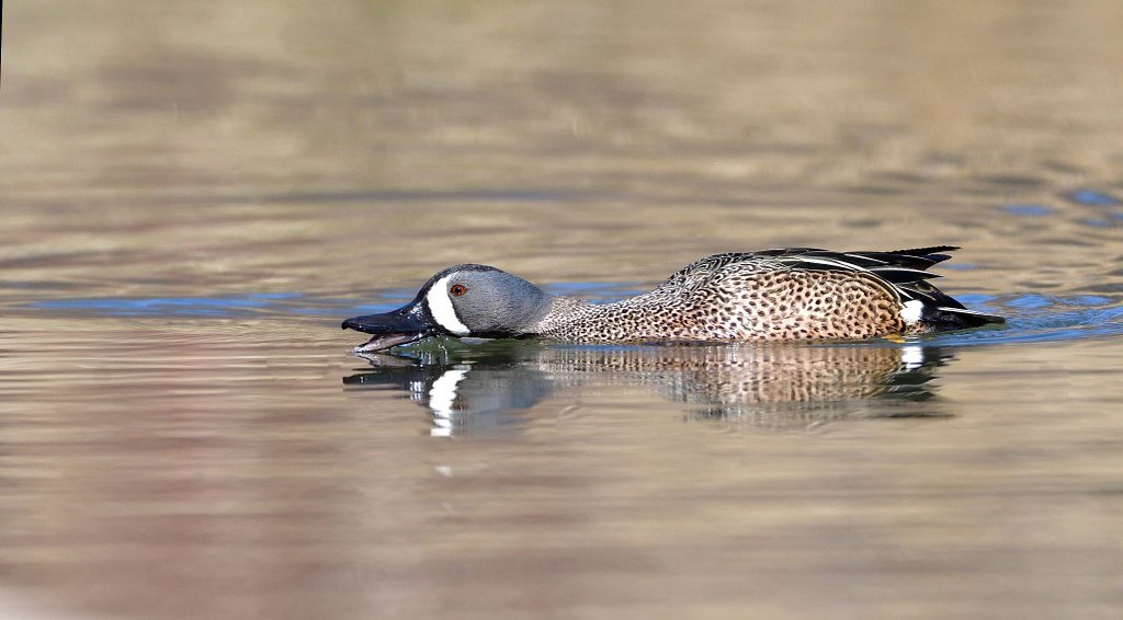 Skimming Off The Top Photos By JM Flickr
