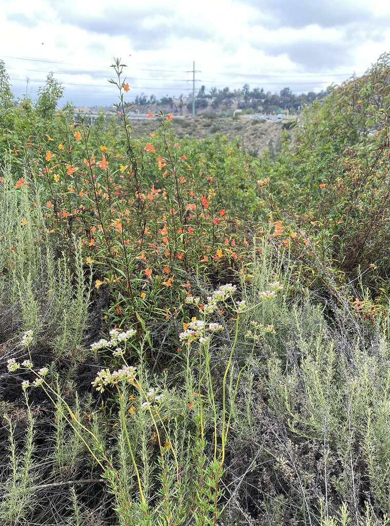 Penasquitos flowers Flickr