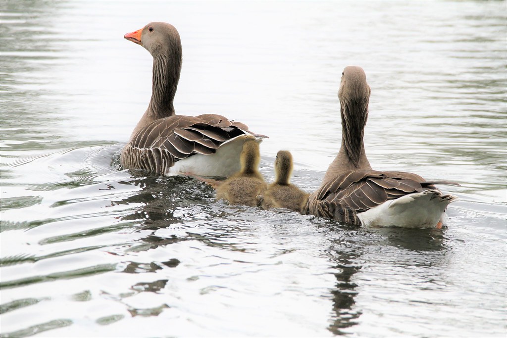 Greylag Geese and Goslings Kirkby Gravel Pits 20 May 21 Flickr