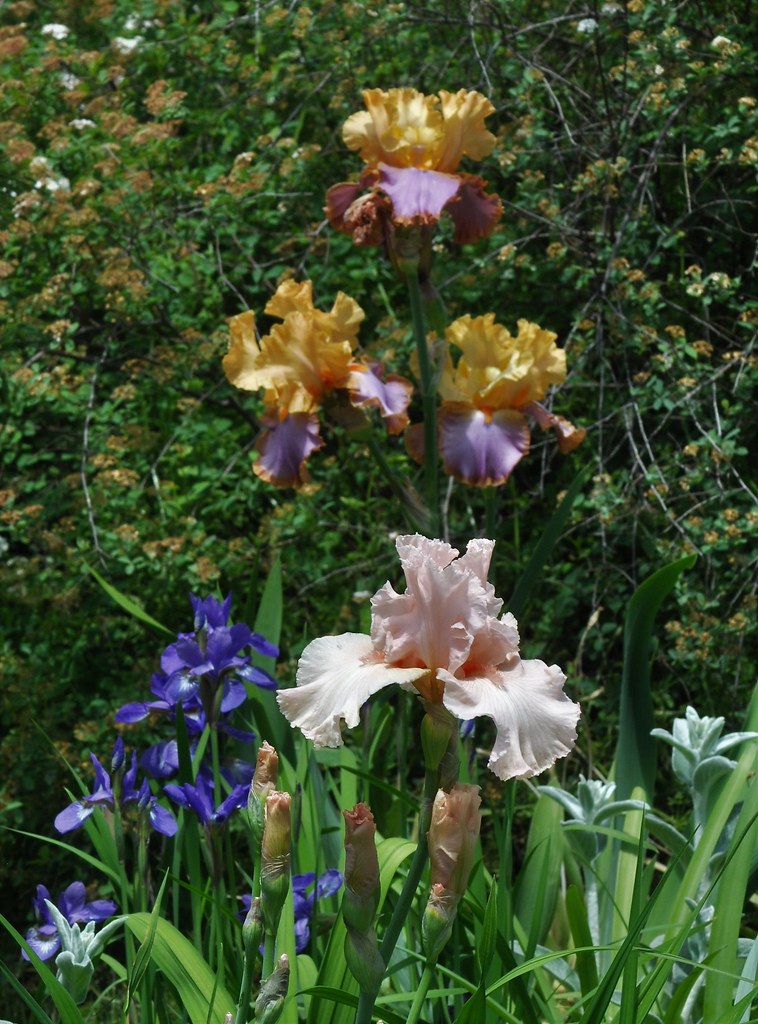 DSC_0095 (2) Karen Harrison Flickr