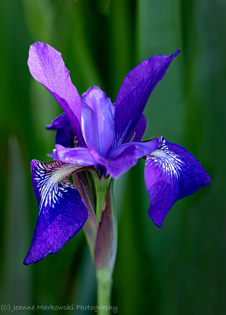 Iris at Bon Secours Retreat Marriottsville, MD Jeanne Williams