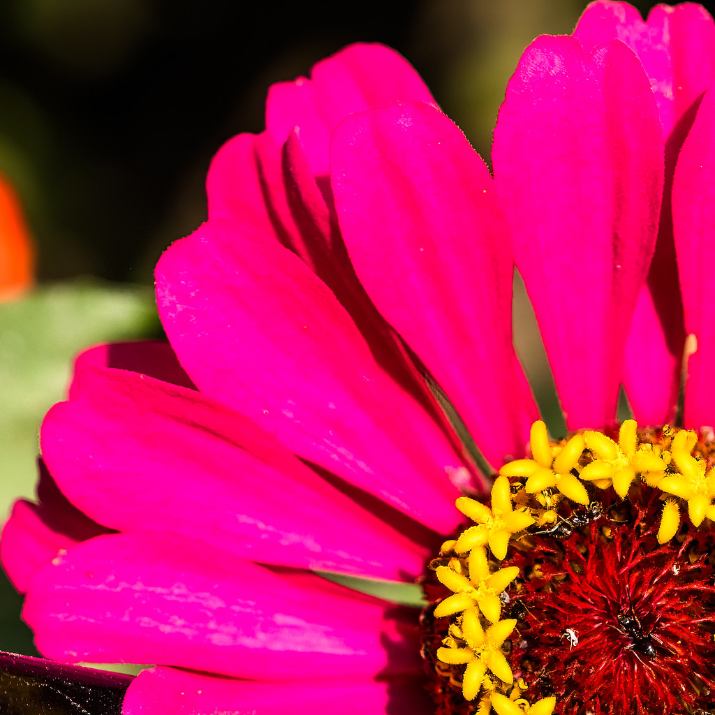 Ant invasion Zinnia taken over by ants in Cund, Romania Ursula