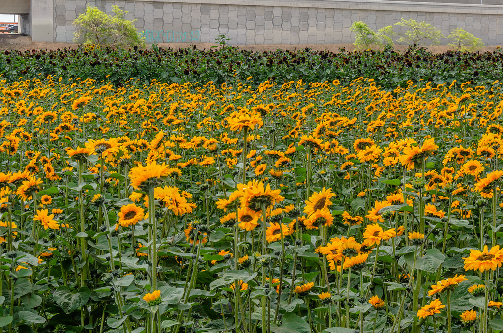 Huge Sunflower Farm at Hana Field! May 22, 2021 Hana Fie… Flickr