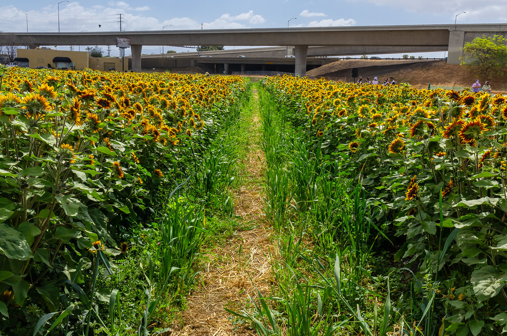 Sunflowers at Hana Field by Tanaka Farms May 22, 2021 Ha… Flickr