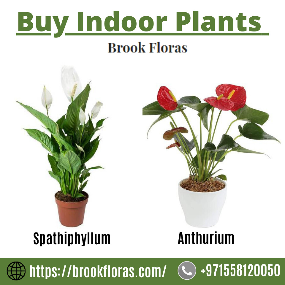 anthurium1_540x Buy indoor plants in Dubai in a costeffec… Flickr